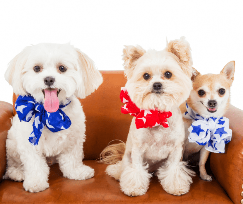 Prepare Your Pets For Fireworks