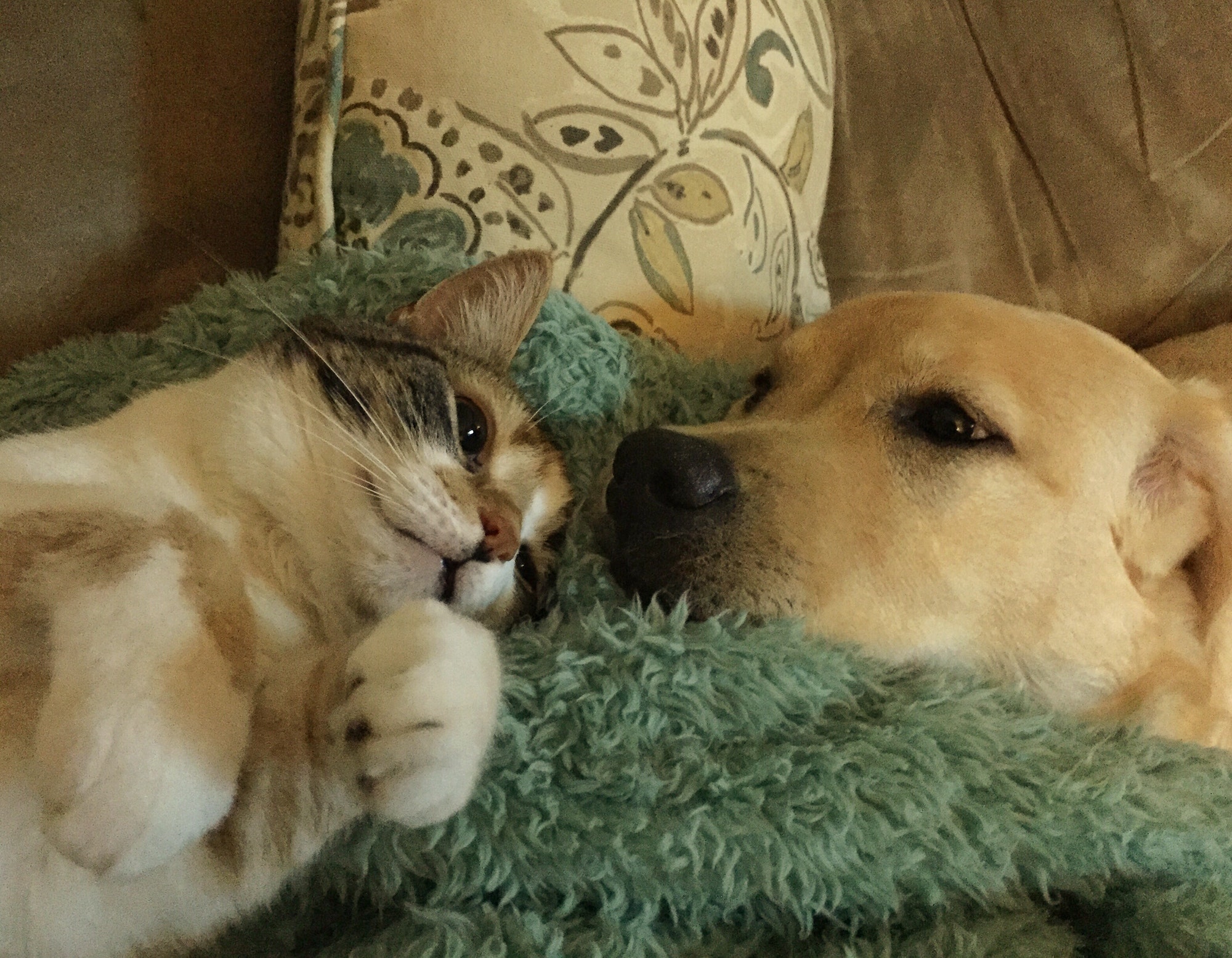 Dog and cat pals