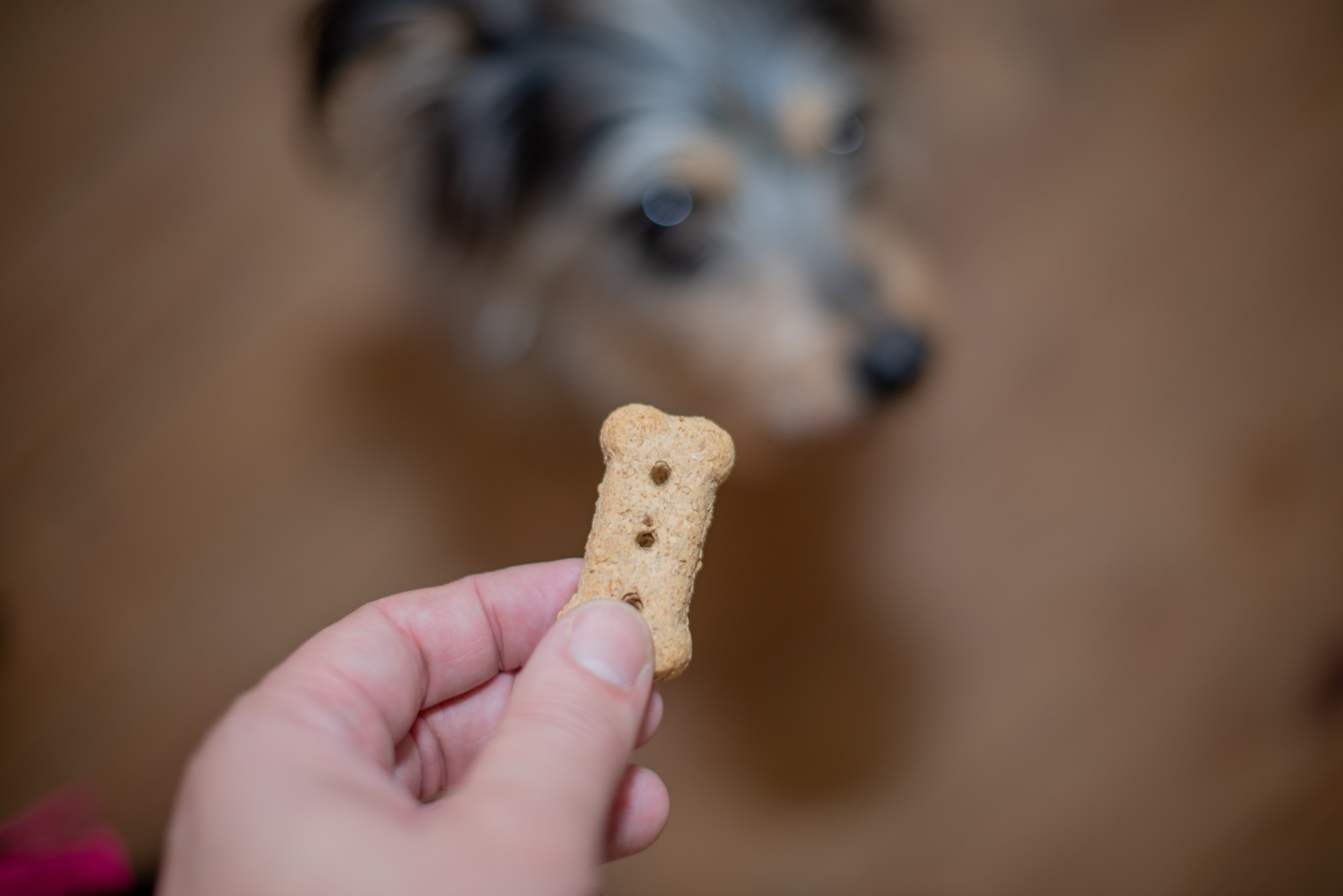 Close up shot of hand holding a treat with blurred image of dog in background