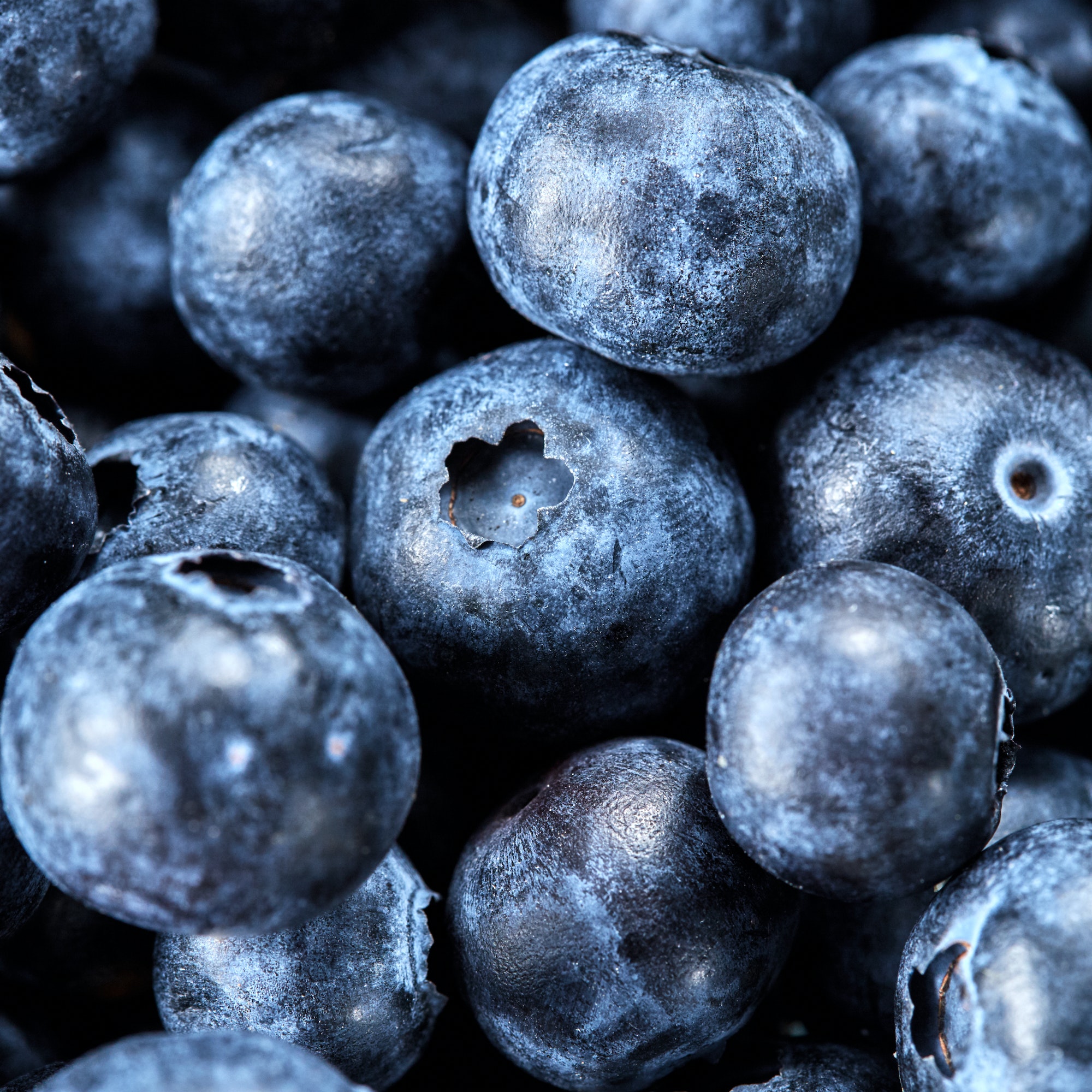 Macro fresh ripe sweet blueberries for preparing fruit jam. Blueberries summer background